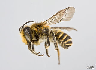 <i>Megachile centuncularis</i>