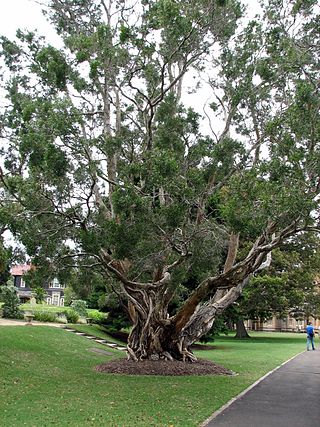 <span class="mw-page-title-main">Cajeput tree</span> Common name for several species of tree