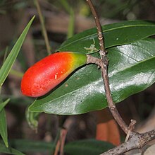 Плоды Melodinus australis 2.jpg