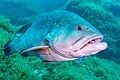 * Nomination Dusky grouper (Epinephelus marginatus), Cabo de Palos, Spain --Poco a poco 03:42, 23 May 2023 (UTC) * Promotion  Support Good quality. --Rjcastillo 03:49, 23 May 2023 (UTC)