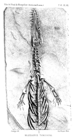 Mesosaurus tenuidens holotype original drawing.png