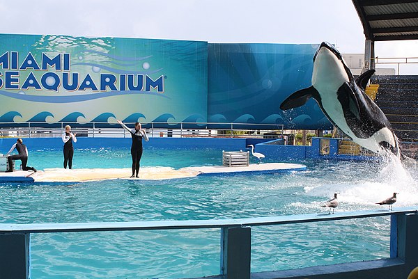 Lolita, the second oldest captive orca, who was estimated to be four years old at the time of capture.