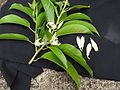Michelia alba-1-yelagiri-vellore-India.jpg