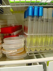 Microbial cultures on solid and liquid media Microbial cultures fridge.JPG