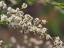 Micromyrtus sessilis 01.jpg