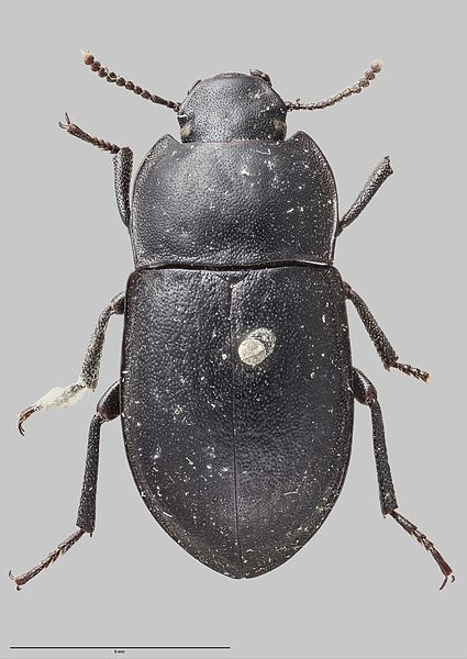 File:Mimopeus parvus AMNZ55075.jpg