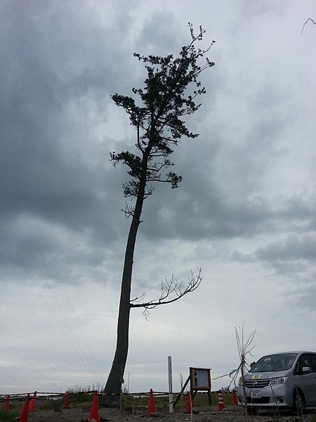 File:Miracle Pine Tree in Minamisoma.jpg