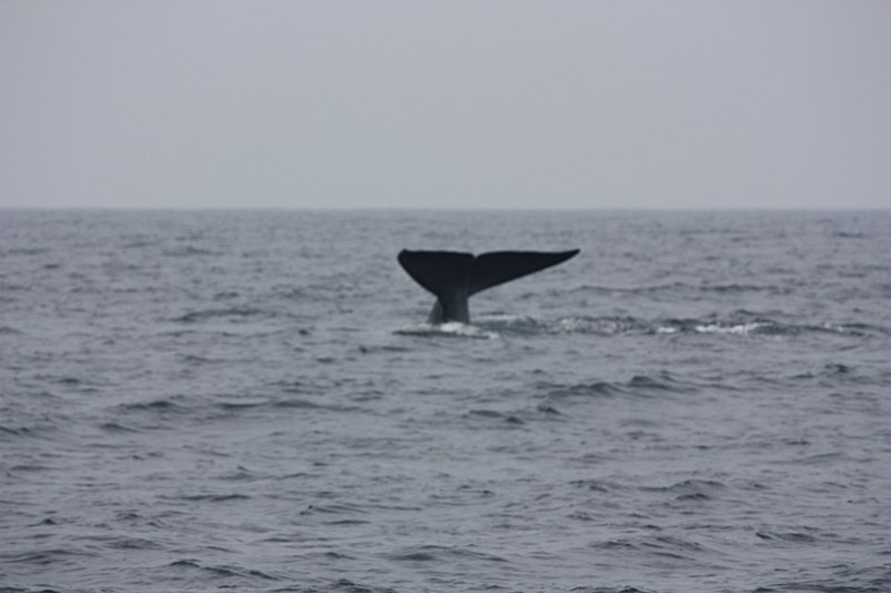 File:Mirissa, whale watching, blue whale (6917912897).jpg