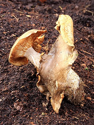 Misvormde nevelzwam (Clitocybe nebularis) in verval. Locatie De Famberhorst 04