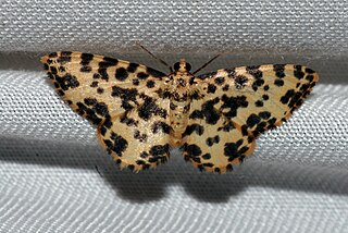 <i>Monocerotesa proximesta</i> Species of moth