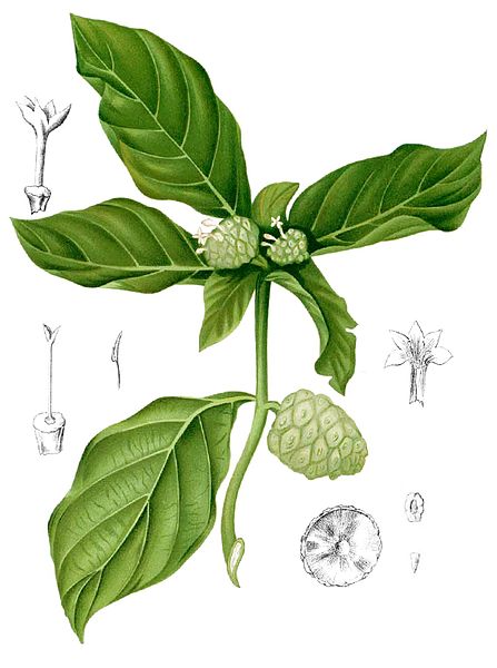 File:Morinda citrifolia Blanco1.52-cropped.jpg