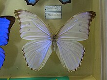 Morpho menelaus godarti.jpg