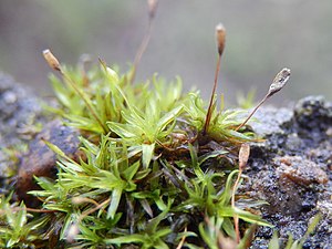 Moss fence moist.jpg