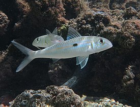 Mulloidichthys flavolineatus