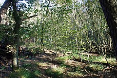 View into the moor