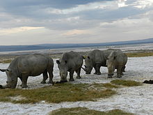 lake nakuru visit