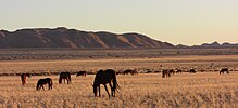Namib desert feral horses.jpg