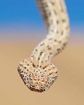 Description de l'image Namibian Sidewinder Bitis peringueyi.jpg.