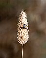 Image 783Napoleon spider (Synema globosum) on strand of bulbous canary-grass (Phalaris aquatica), Parque Florestal de Monsanto, Lisbon, Portugal