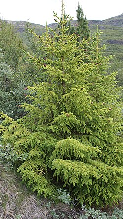 Narsarsuaq-arboretum-groenlandicum-spruce.jpg