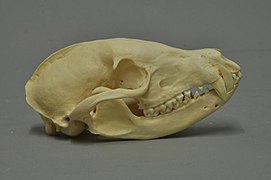 Crâne de Nasua narica