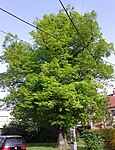 Summer linden (Tilia platyphyllos)