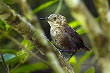 Wrena Wren - Chiapas - Mexico S4E7498 (16548132603) .jpg