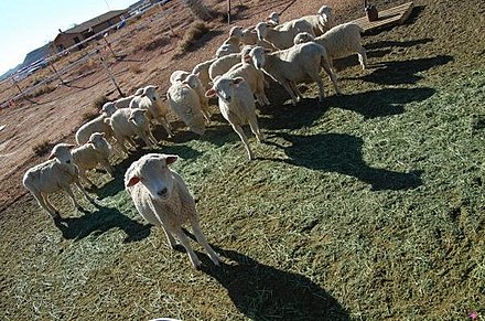 Dibé (sheep) remain an important aspect of Navajo culture.