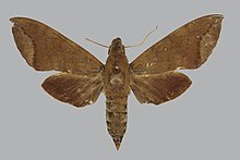 Nephele joiceyi female up.jpg