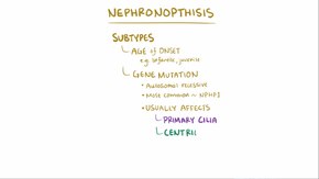 Dosiero: Nephronophthisis.webm