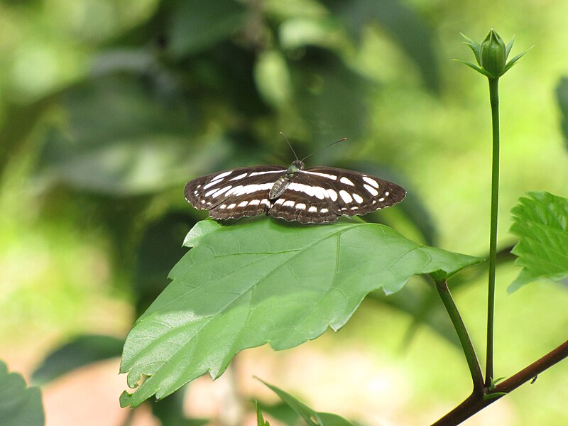 File:Neptis hylas from Koovery, Kerala, India - 20100305.jpg