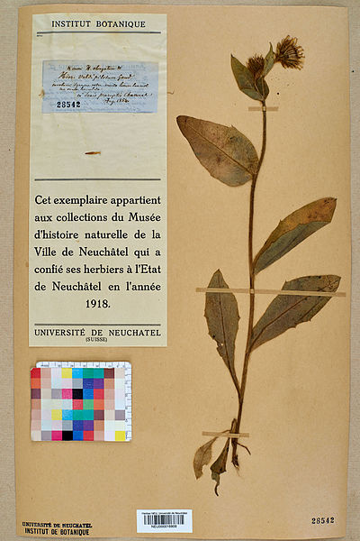 File:Neuchâtel Herbarium - Hieracium villosum - NEU000016910.jpg