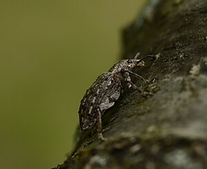New York Weevil on an Oak Tree (27162673812).jpg