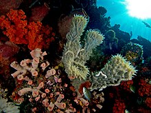 Niphates callista (Tube sponge) with sea cucumbers and cup corals.jpg