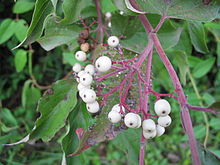 Northern Swamp Dogwood berries.jpg