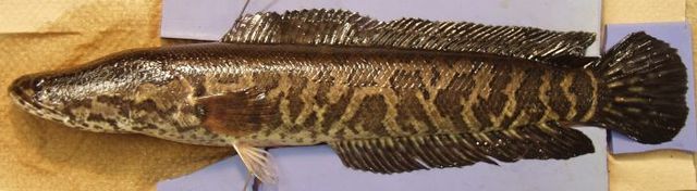 Northern Snakehead - Fishing Planet Wiki