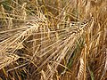 Barley mature spikes (வாற்கோதுமை)