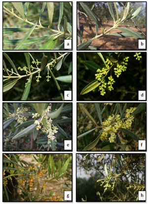 Olea Europaea: Etimologia, Descrizione, Biologia