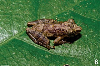 <i>Ololygon perpusilla</i> Species of frog