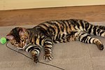 Miniatura para Gato Toyger