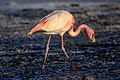 On and around Bolivias' Salar de Uyuni - Puna Flamingoes (Phoenicoparrus jamesi) (I think?) - (24212151123).jpg