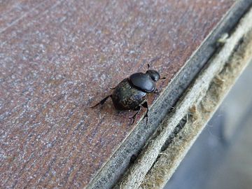 Onthophagus vacca Onthophagus vacca 01.JPG