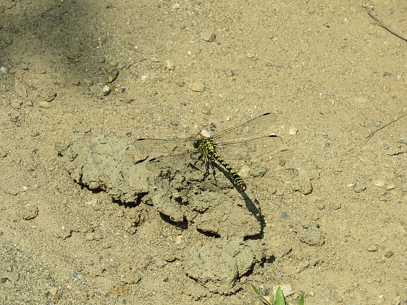 File:Onychogomphus forcipatus male IMG 0674.jpg