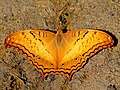 * Nomination Open wing basking position of Vindula erota (Fabricius,1793) – Cruiser (Male). (by Atanu Bose Photography) --Atudu 07:48, 1 November 2021 (UTC) * Promotion  Support Good quality. --Carsten Steger 14:20, 1 November 2021 (UTC)