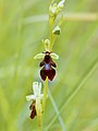 Ophrys insectifera Belgium - Nismes