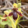 Ophrys × fernandii Portugal - Algarve