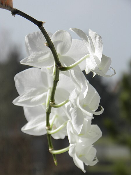 File:Orchidée papillon (Phalaenopsis) (03).jpg