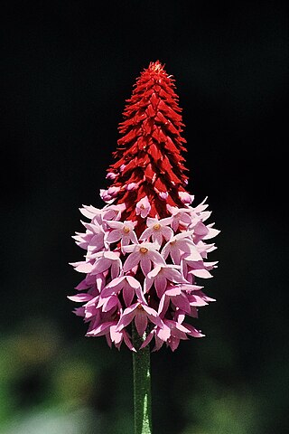 <i>Primula vialii</i> Species of flowering plant