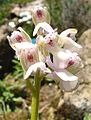 Anacamptis morio var. alba