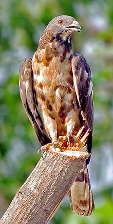 Káně orientální (Pernis ptilorhynchus) Fotografie Shantanu Kuveskar.jpg